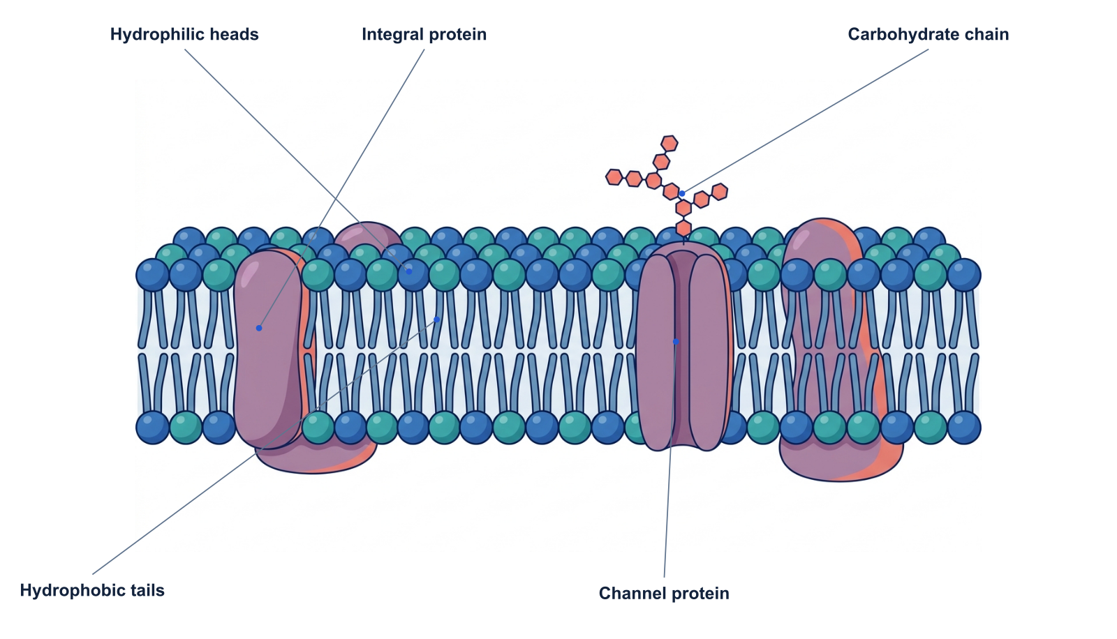 Cell membrane diagram