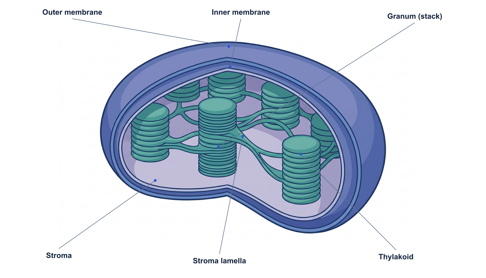 Chloroplast diagram