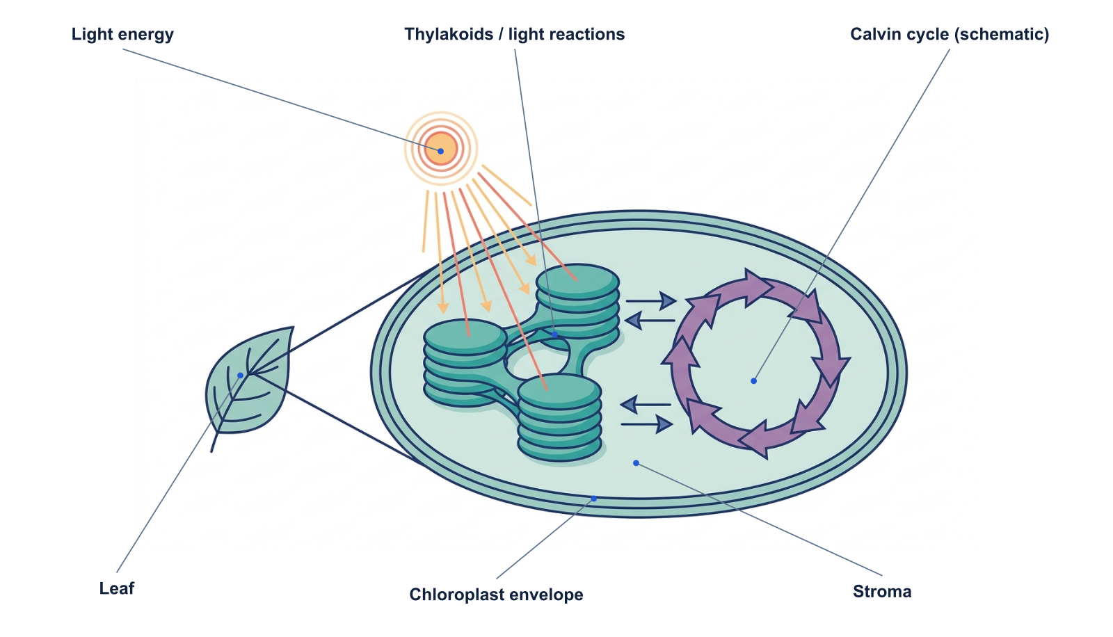 Photosynthesis diagram