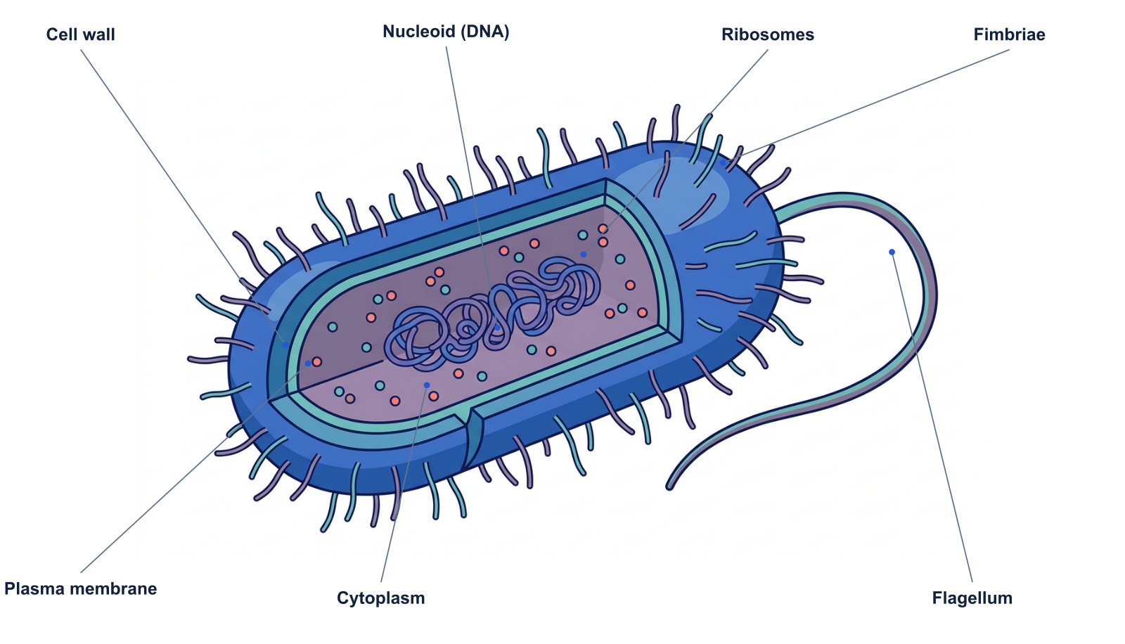 Prokaryotic cell